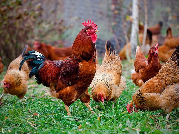 Породы куриц | ЗооТом - продажа, вязка и услуги для животных в Рошале