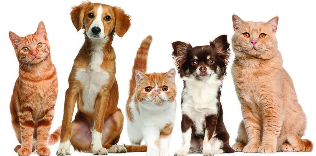 Доска объявлений о животных | ЗооТом - продажа, вязка и услуги для животных в Рошале