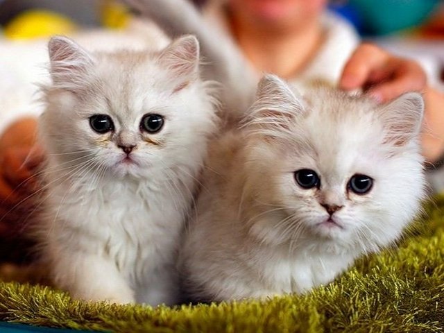 Породы кошек в Рошале | ЗооТом портал о животных