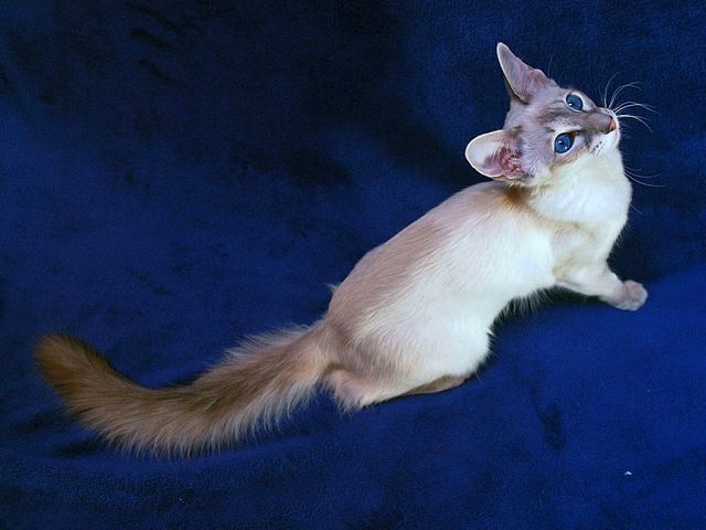 Выведенные породы кошек в Рошале | ЗооТом портал о животных