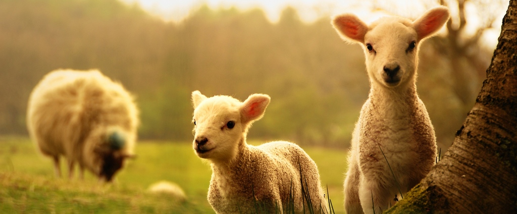 Объявления о сельскохозяйственных животных | ЗооТом - продажа, вязка и услуги для животных в Рошале