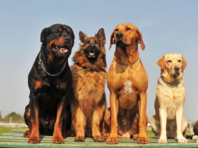Крупные породы собак в Рошале | ЗооТом портал о животных