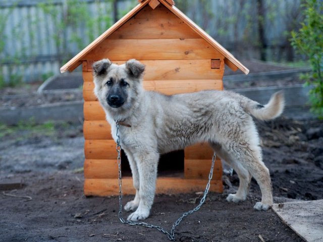 Все о собаках в Рошале